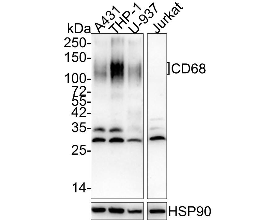 CD68/SR-D1 Antibody (A3C2-R)