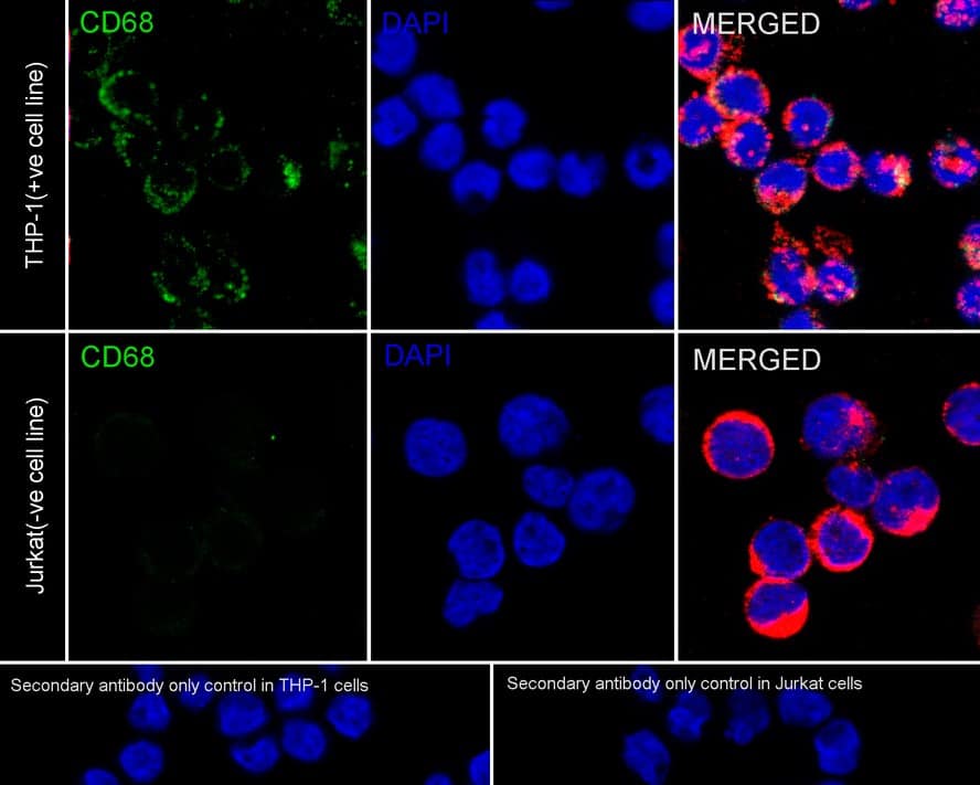 CD68/SR-D1 Antibody (A3C2-R)