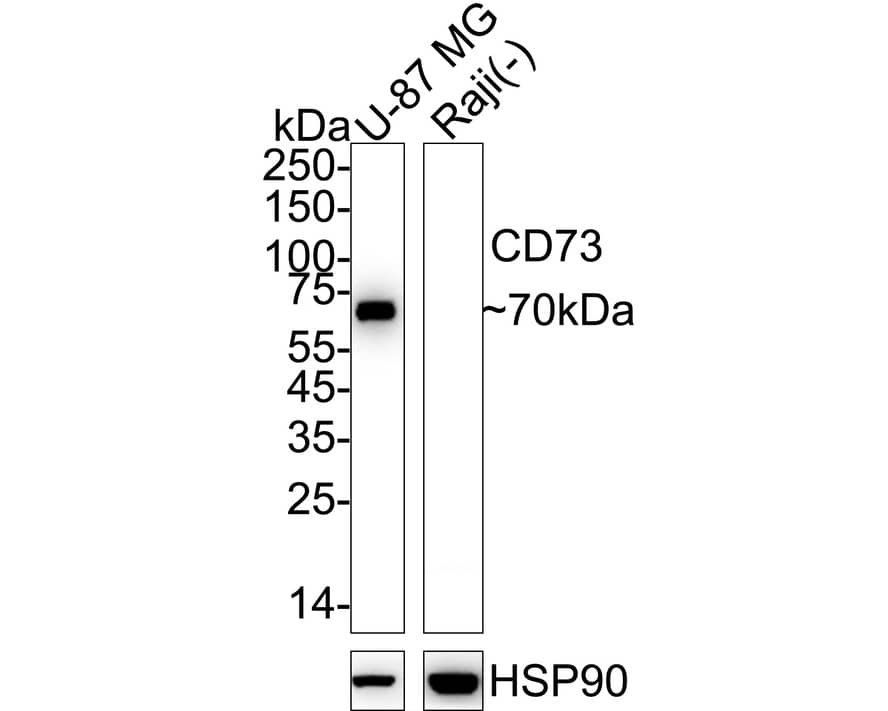 5'-Nucleotidase/CD73 Antibody (A6G2-R) Western Blot: 5'-Nucleotidase/CD73 Antibody (A6G2-R) [NBP3-32166]