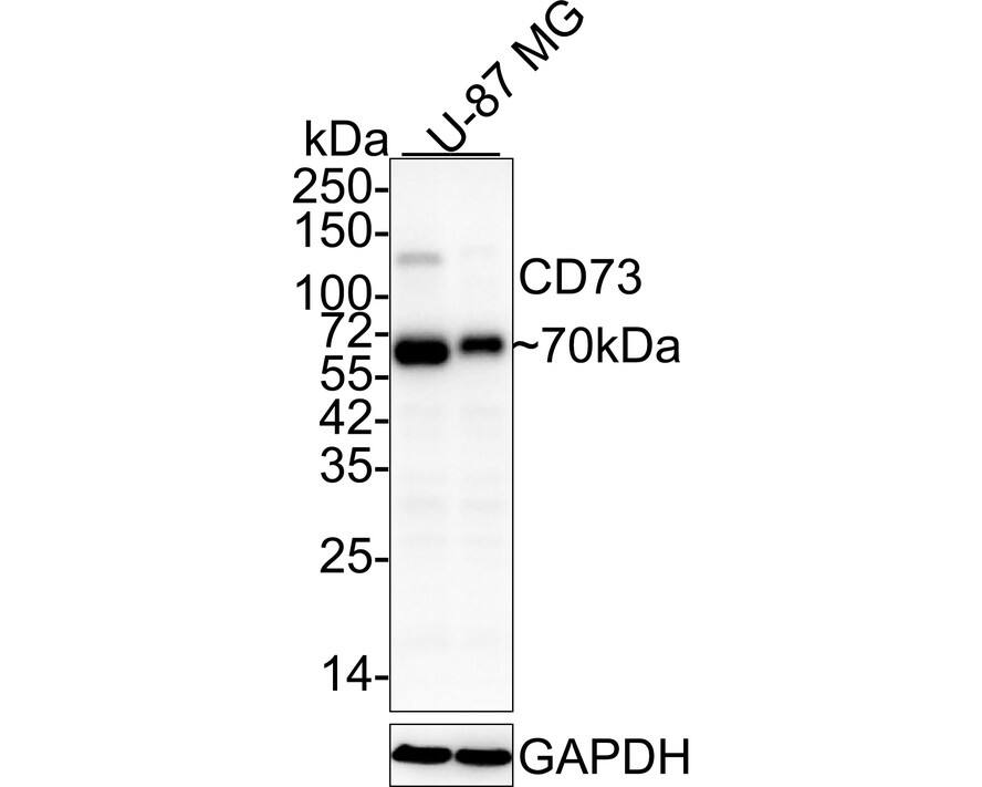 5'-Nucleotidase/CD73 Antibody (A6G2-R)