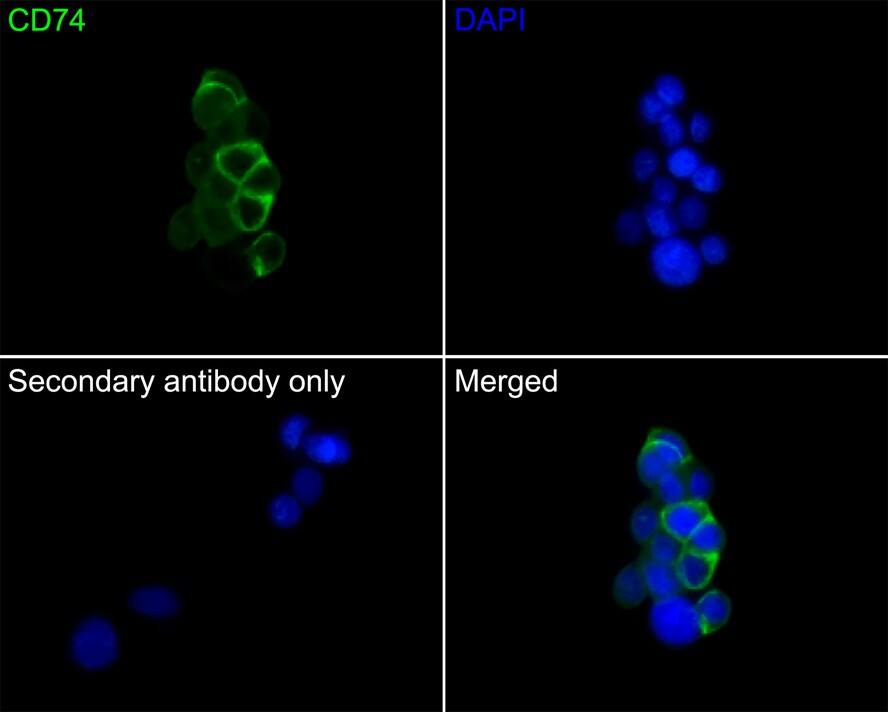 CD74 Antibody (PDM0-22)