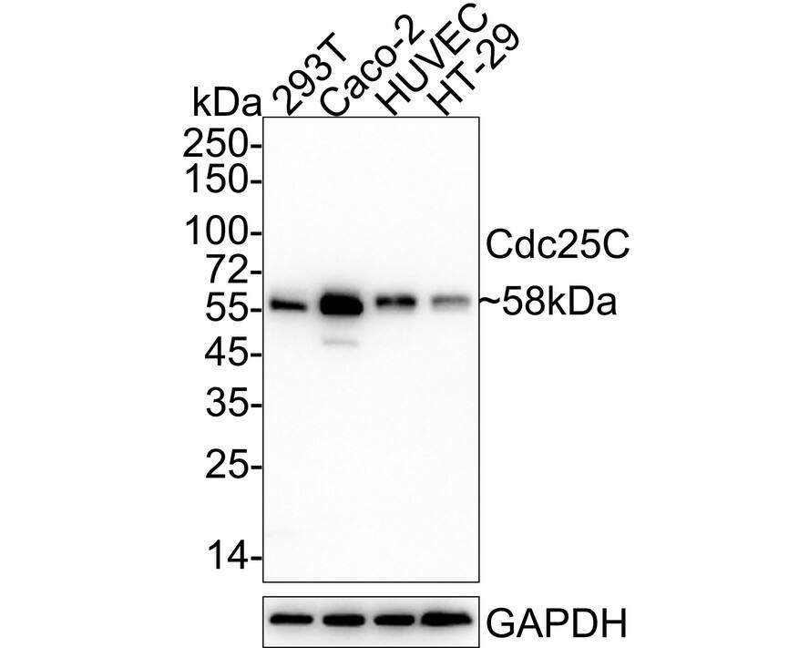 CDC25C Antibody (JE59-53) Western Blot: CDC25C Antibody (JE59-53) [NBP3-32173]