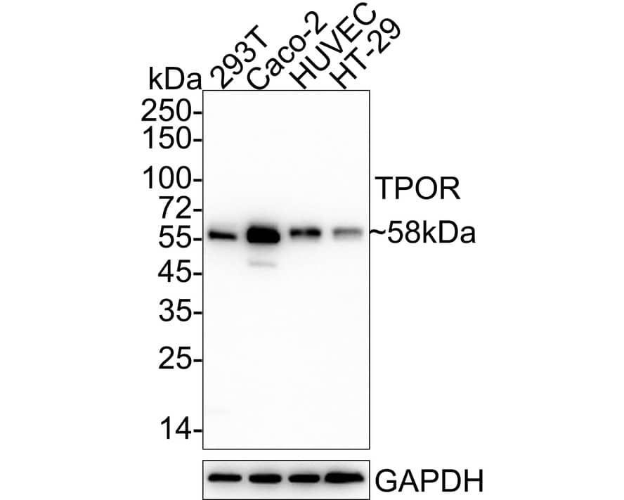 CDC25C Antibody (JE59-53)