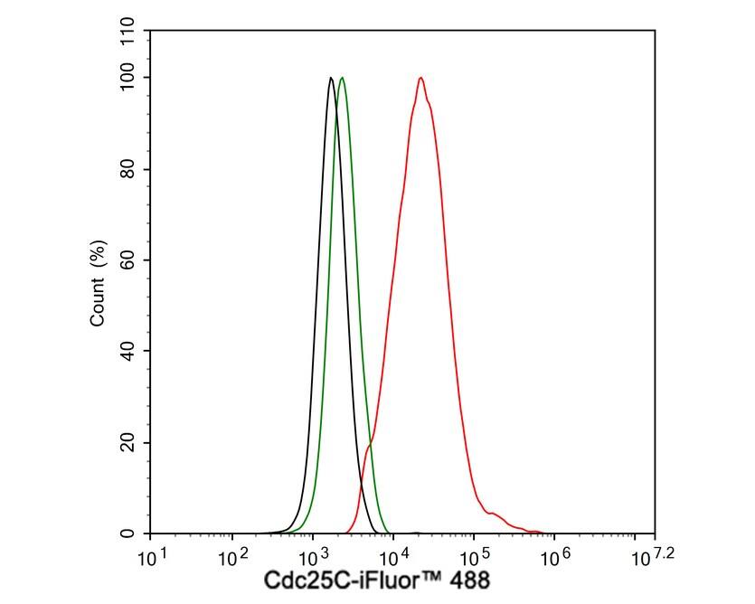 CDC25C Antibody (JE59-53)