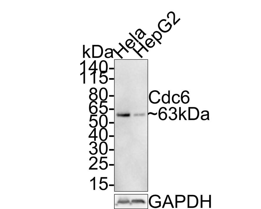 Cdc6 [p Ser54] Antibody (JE59-52)