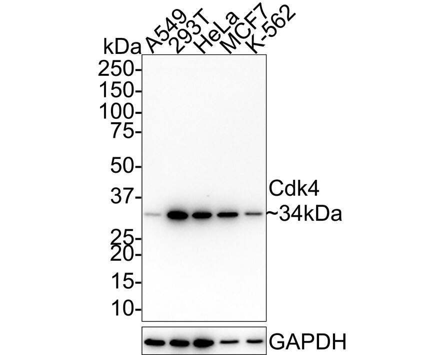 CDK4 Antibody (5-C3-G3-R)