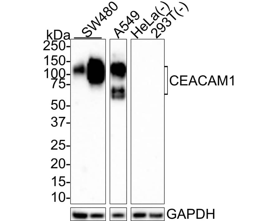 CEACAM1/CD66a Antibody (PSH0-78) Western Blot: CEACAM1/CD66a Antibody (PSH0-78) [NBP3-32177]