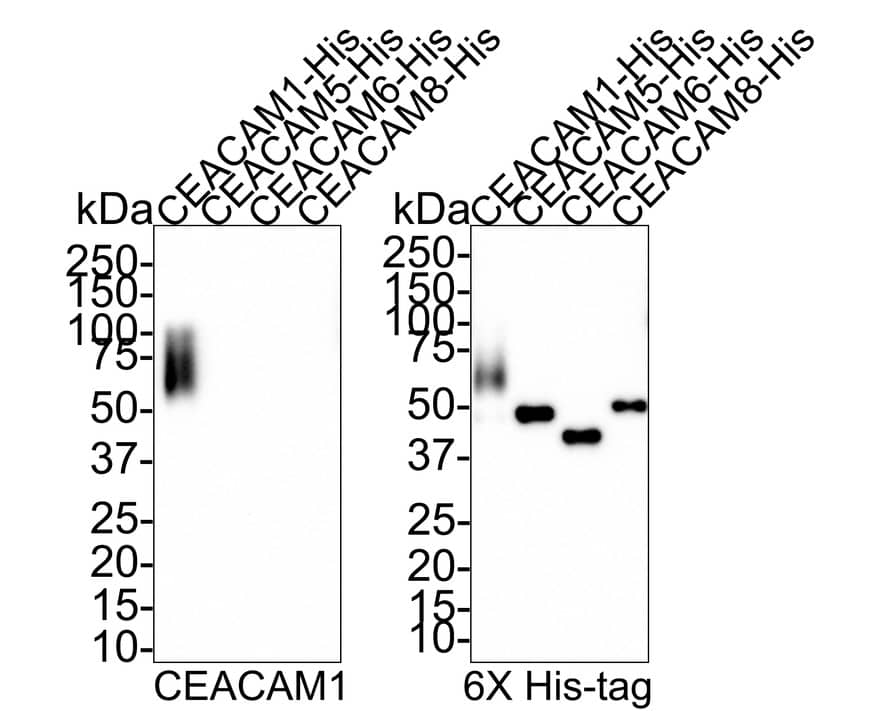 CEACAM1/CD66a Antibody (PSH0-78)