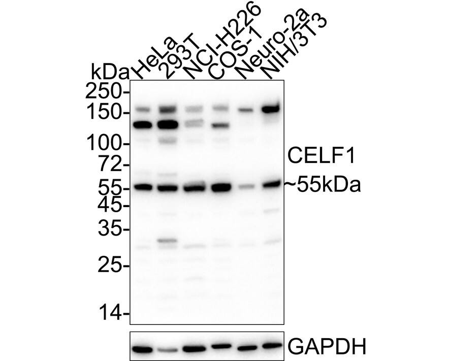 CUGBP1/CELF1 Antibody (7A1-R)