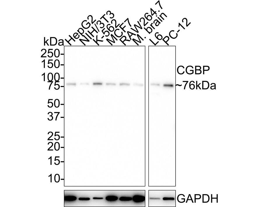 CXXC1 Antibody (PSH01-54)