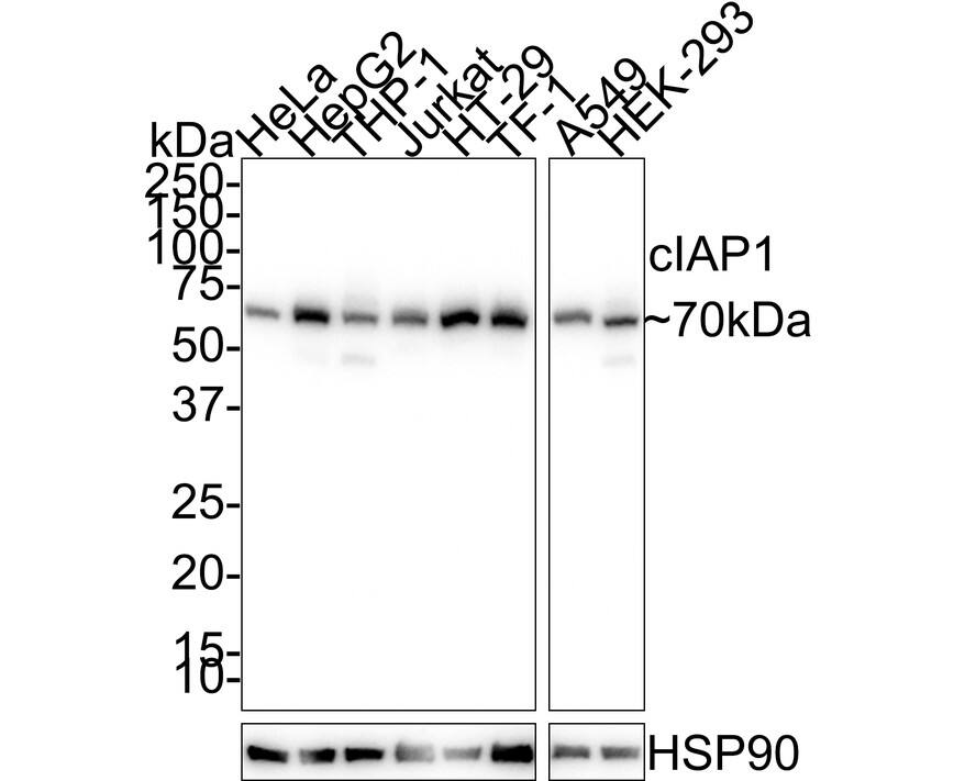 cIAP-1/HIAP-2 Antibody (PSH02-10)