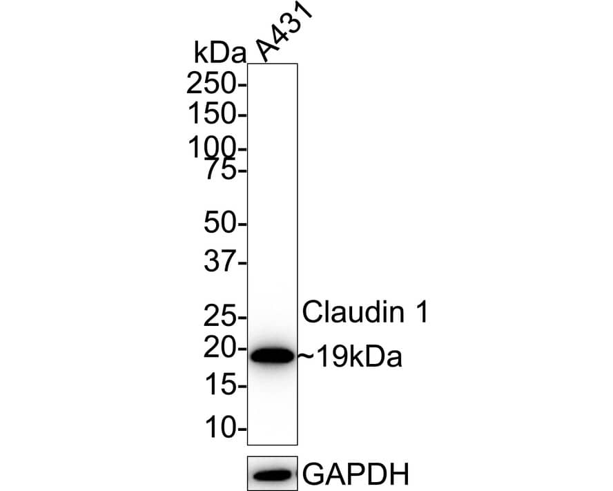 Claudin-1 Antibody (PS01-43) Western Blot: Claudin-1 Antibody (PS01-43) [NBP3-32189]
