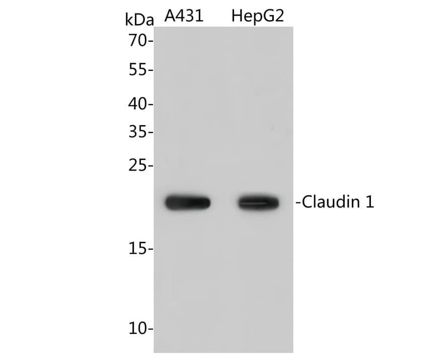 Claudin-1 Antibody (PS01-43)