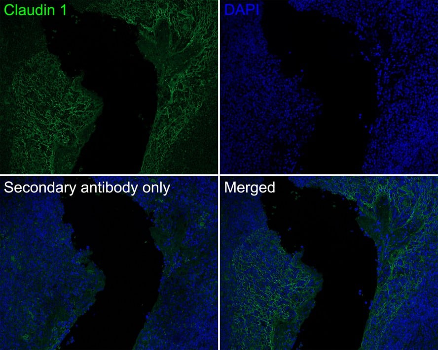 Claudin-1 Antibody (PS01-43)