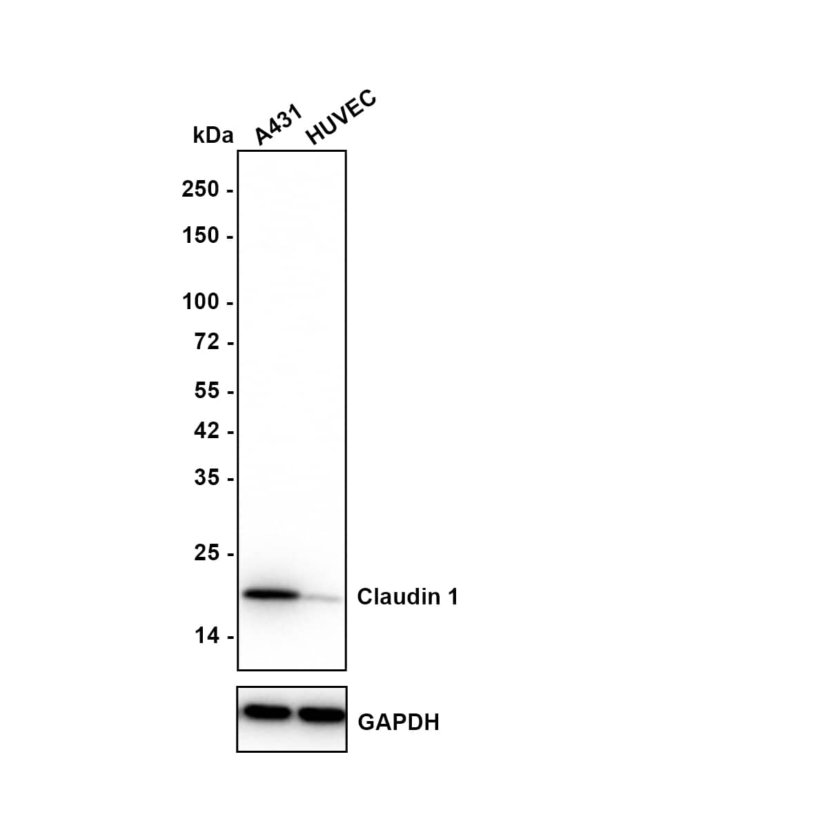 Claudin-1 Antibody (JE30-33) Western Blot: Claudin-1 Antibody (JE30-33) [NBP3-32190]