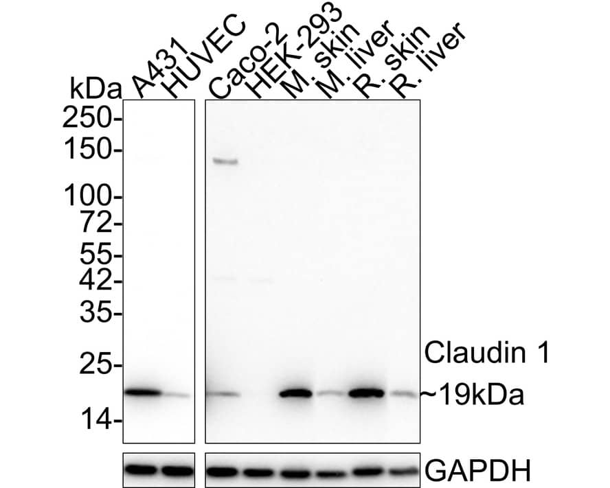 Claudin-1 Antibody (JE30-33)