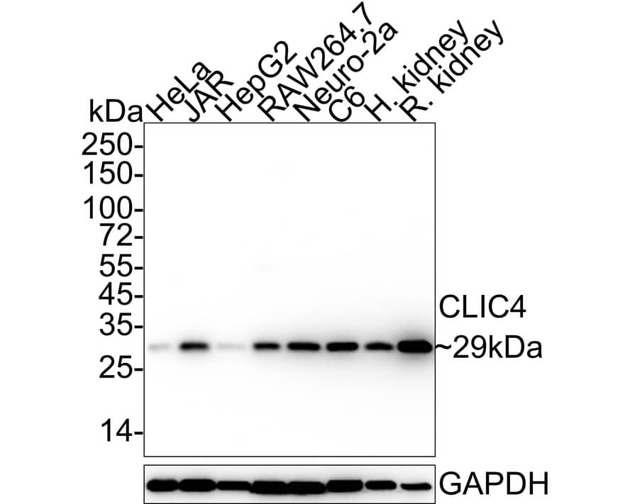 CLIC4 Antibody (JE65-09)