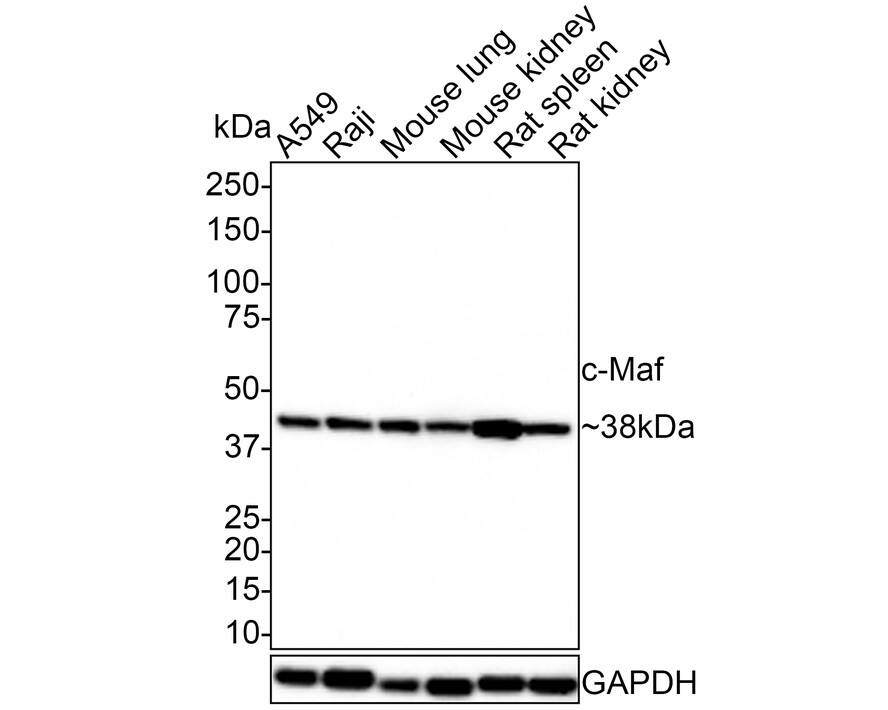 c-Maf Antibody (JE39-57)