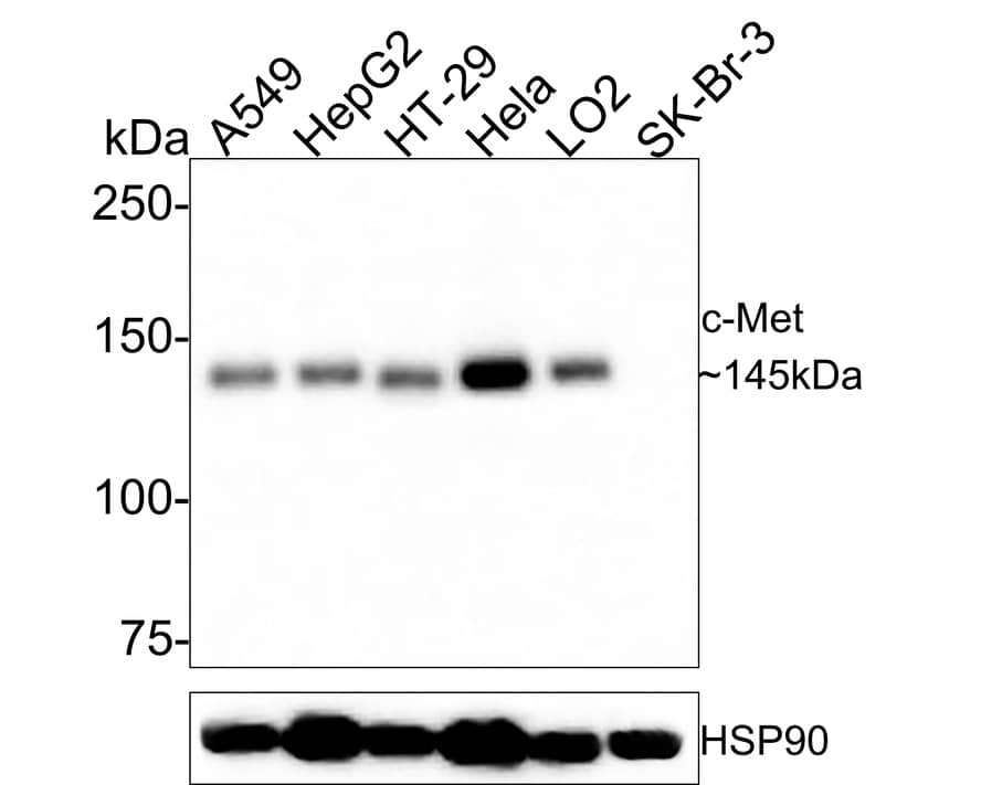HGFR/c-MET Antibody (A9A4-R)