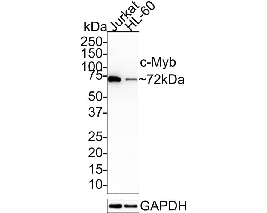 c-Myb Antibody (JE40-07)