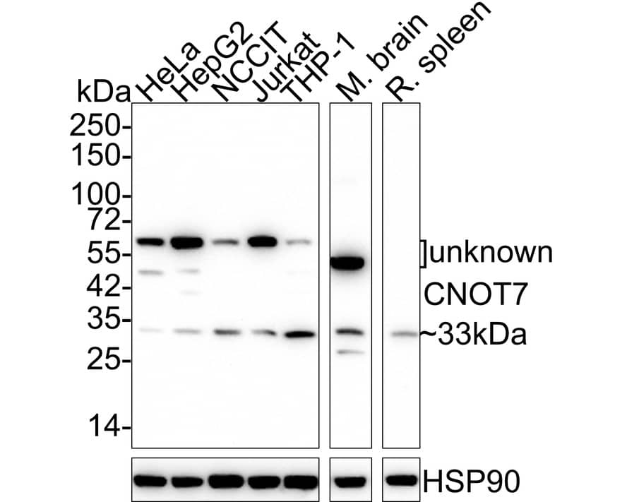 CNOT7 Antibody (PSH02-81)