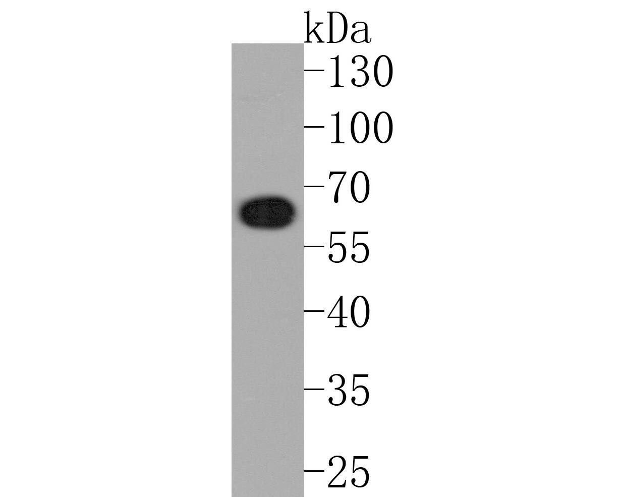 COASY Antibody (JE58-56)