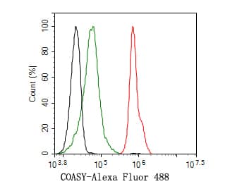 COASY Antibody (JE58-56)