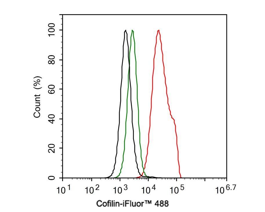 Cofilin Antibody (PSH0-33)