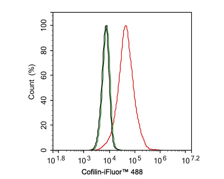 Cofilin Antibody (PSH0-38)