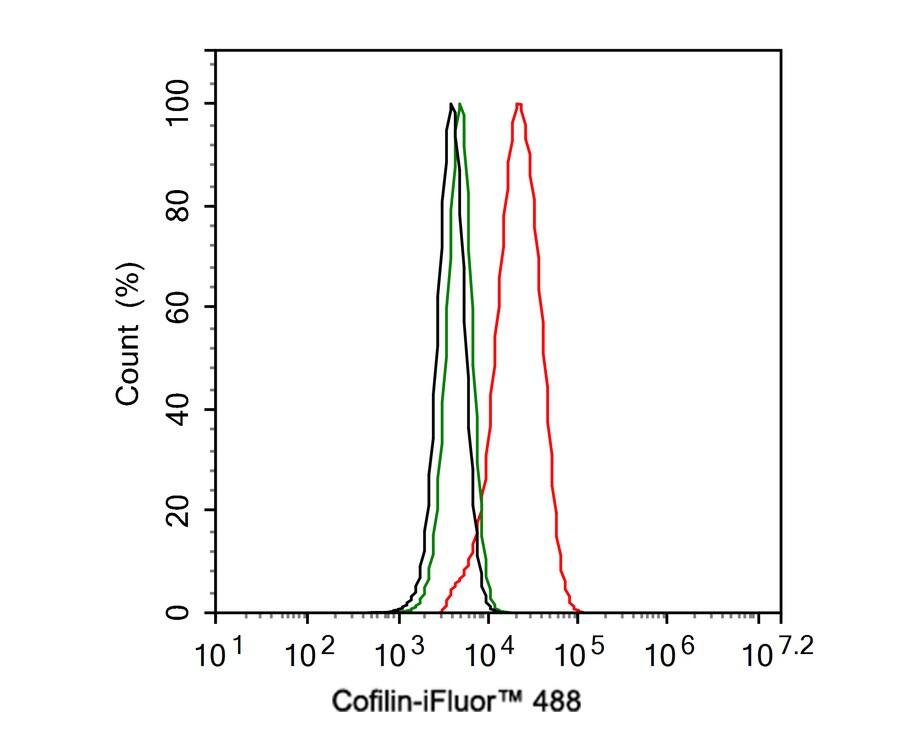Cofilin Antibody (PSH01-44)