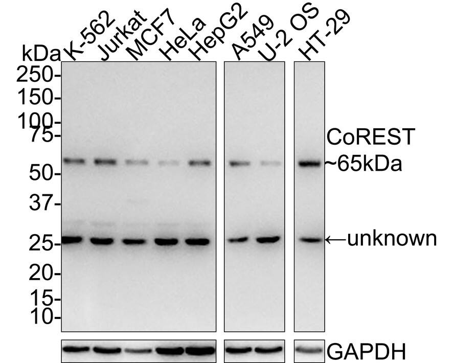 RCOR1/CoREST Antibody (JE35-15)