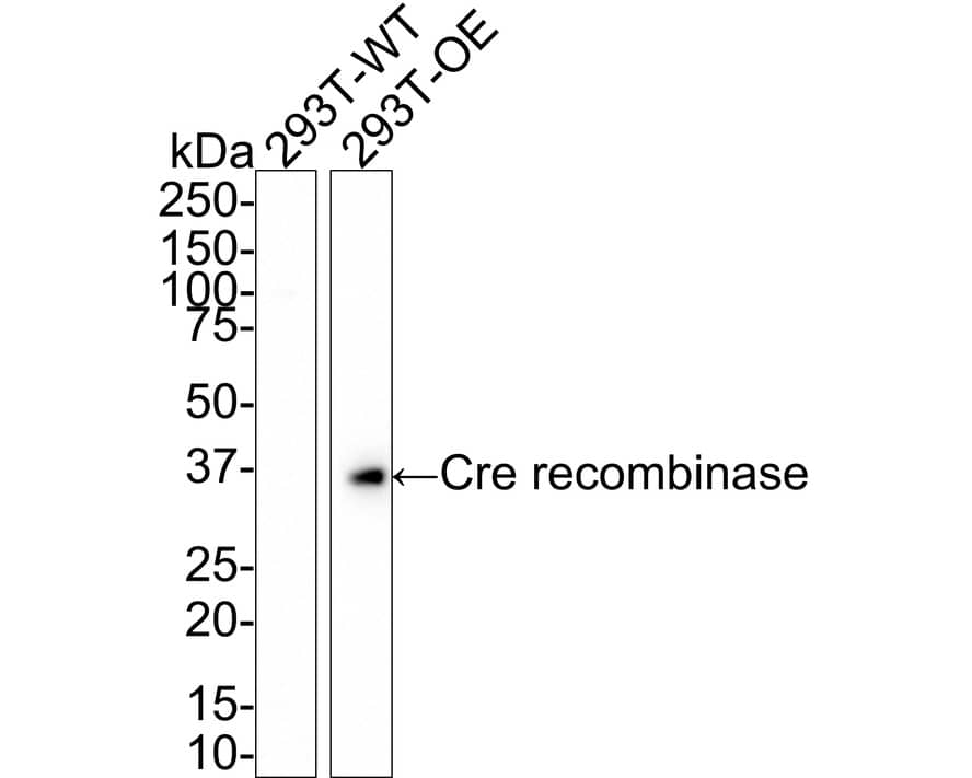 Cre Antibody (PSH01-93)