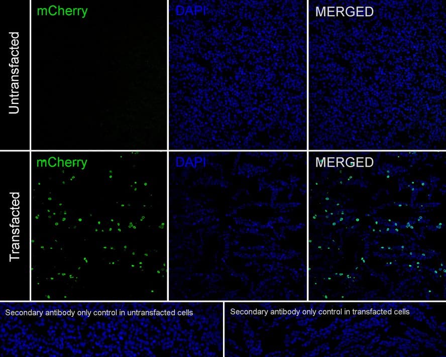 Cre Antibody (PSH01-93)