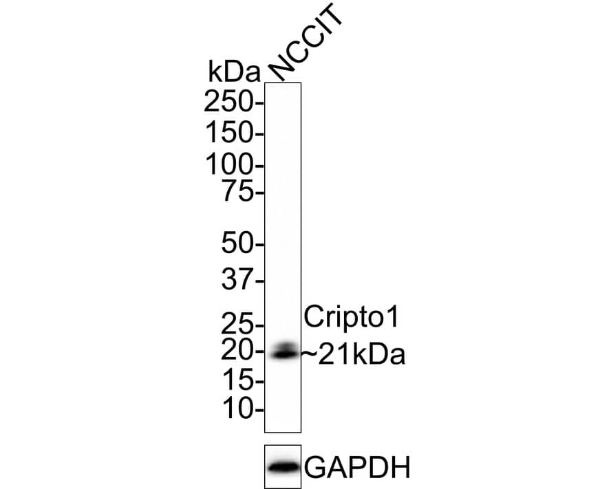 CRIPTO Antibody (JE48-67)