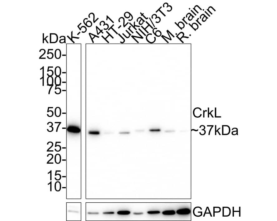 CrkL Antibody (JE50-21)