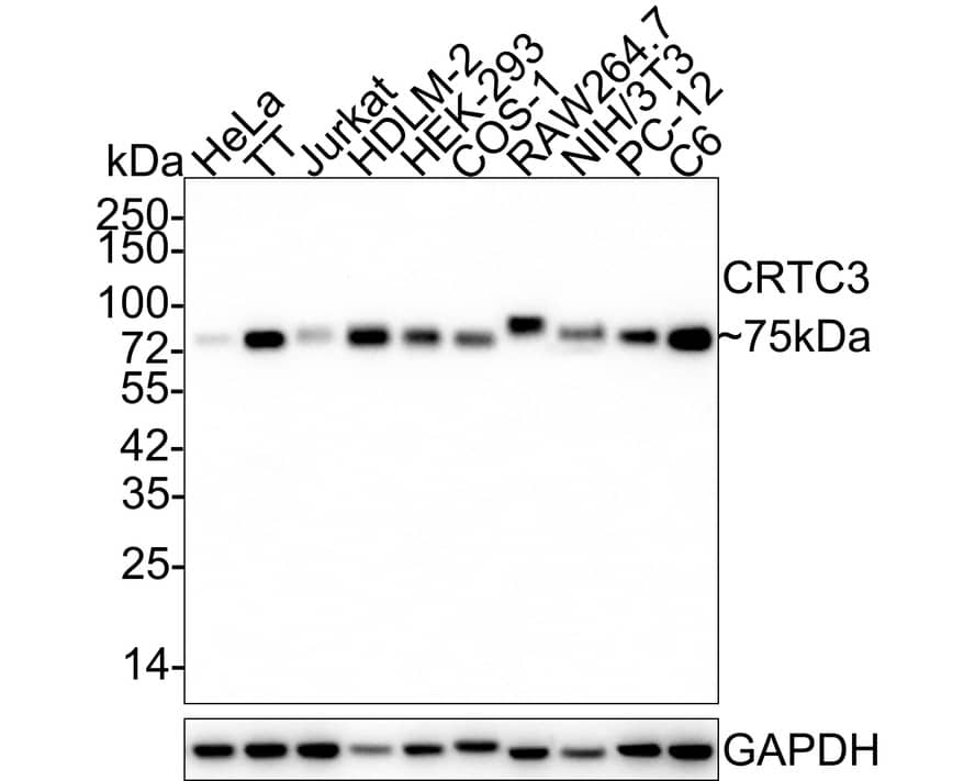 TORC3/CRTC3 Antibody (JE63-18)