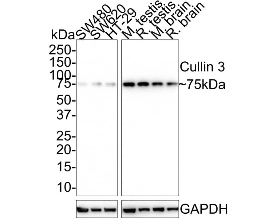 Cullin 3 Antibody (JE37-29)