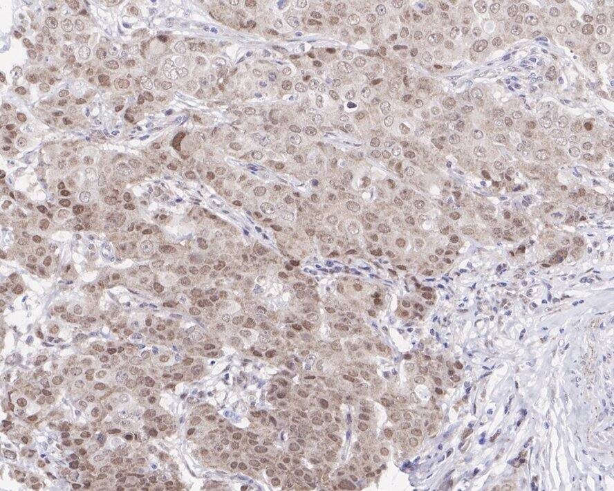 Cullin 3 Antibody (JE37-29)
