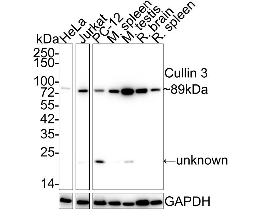 Cullin 3 Antibody (JE57-80)