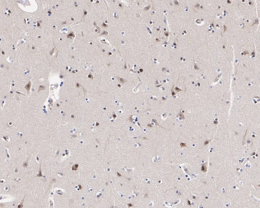 Cullin 3 Antibody (JE57-80)