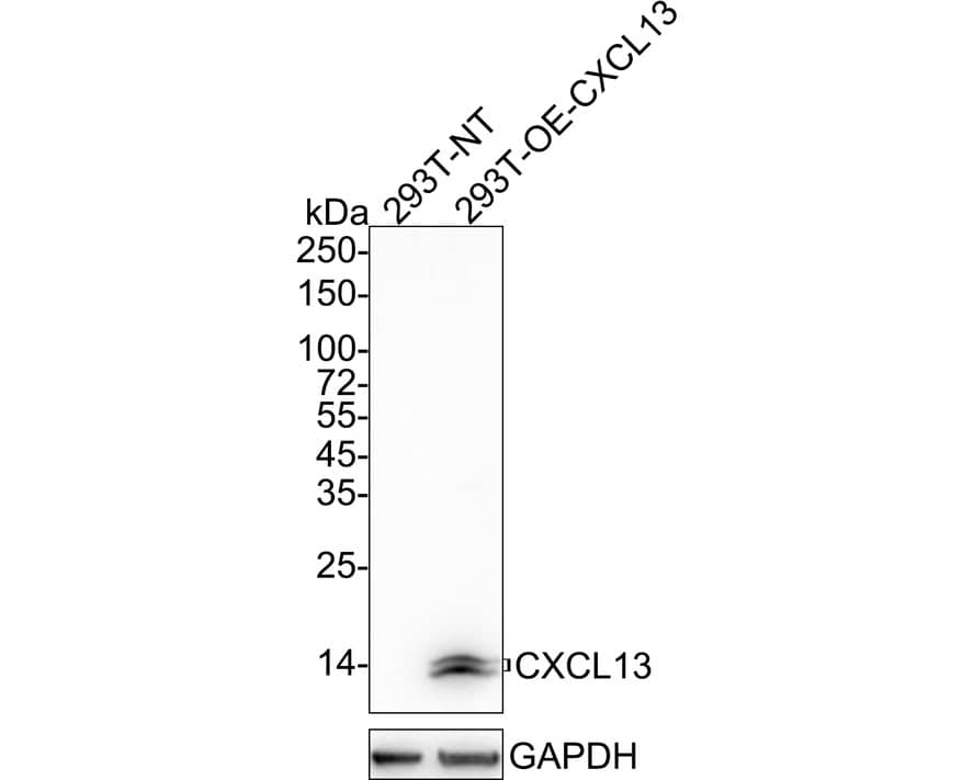 CXCL13/BLC/BCA-1 Antibody (PSH04-34) Western Blot: CXCL13/BLC/BCA-1 Antibody (PSH04-34) [NBP3-32234]
