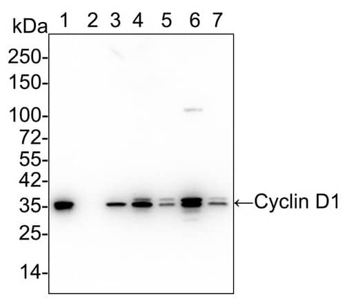 Cyclin D1 Antibody (PD01-64)