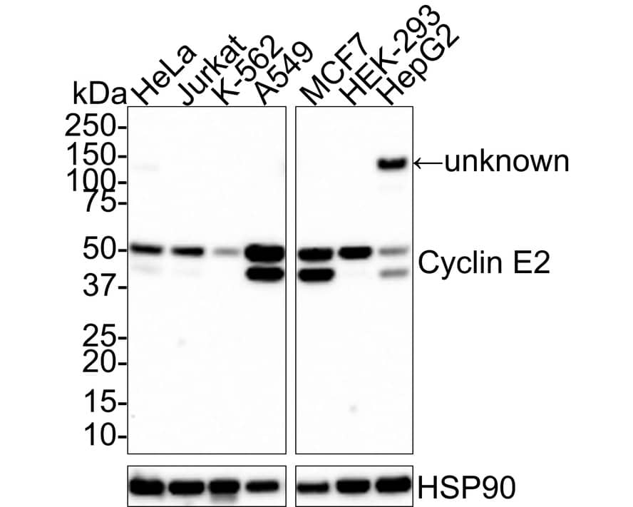 Cyclin E2 Antibody (40-89-R) Western Blot: Cyclin E2 Antibody (40-89-R) [NBP3-32237]