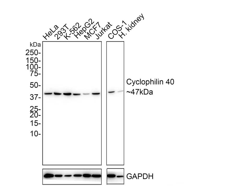 Cyclophilin 40 Antibody (PSH02-71)