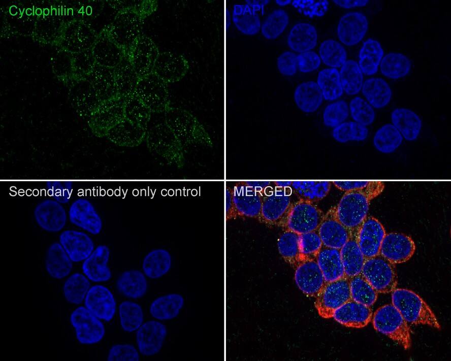 Cyclophilin 40 Antibody (PSH02-71)