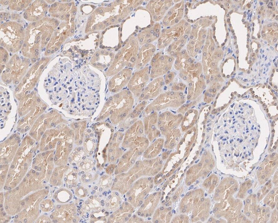 Cyclophilin 40 Antibody (PSH02-71)