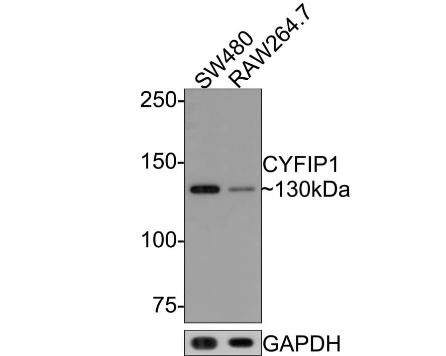 CYFIP1 Antibody (JE64-11)