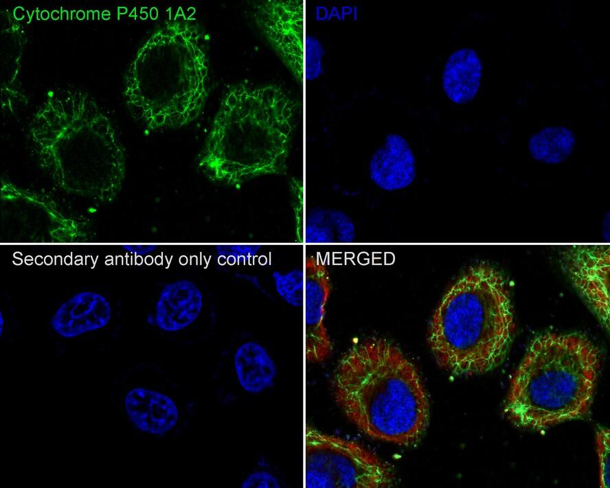 Cytochrome P450 1A2 Antibody (JE39-22)
