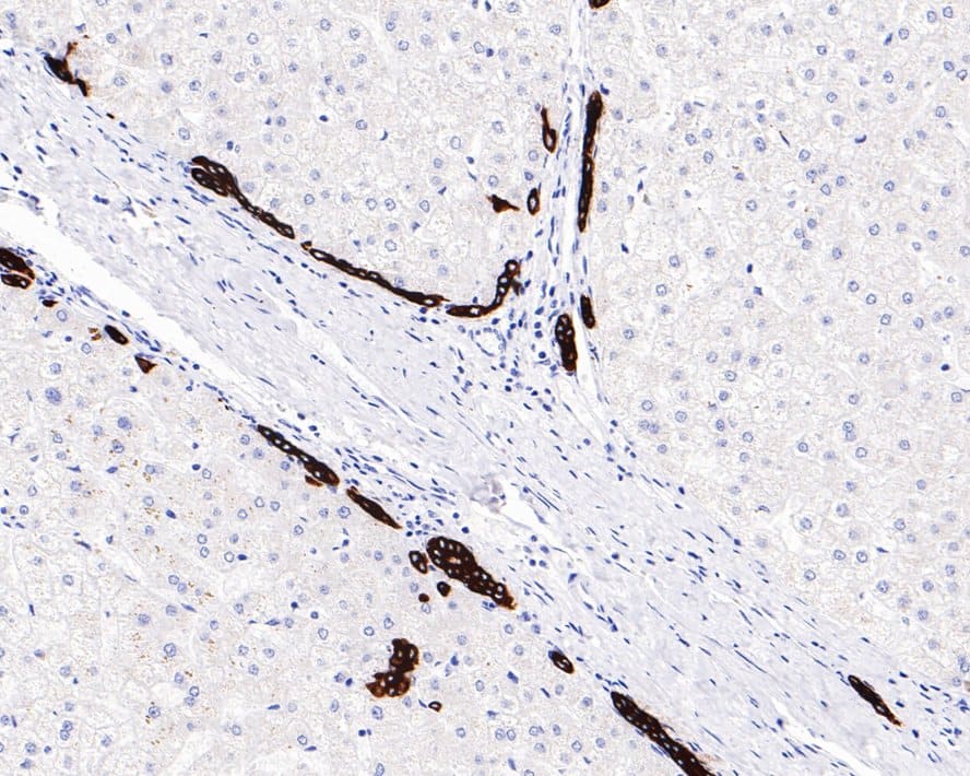 Cytokeratin 19 Antibody (SA30-06)