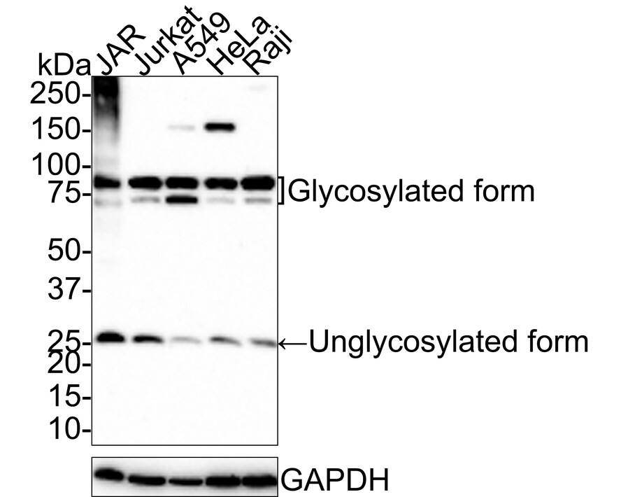 TRAILR3/TNFRSF10C Antibody (JE58-51)